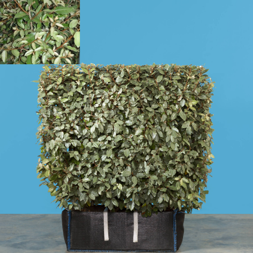 Instant Hedge Elaeagnus ebingeii. Compacta Hedge Bag  (100 cm long x 120-140 cm high x 40 cm deep)