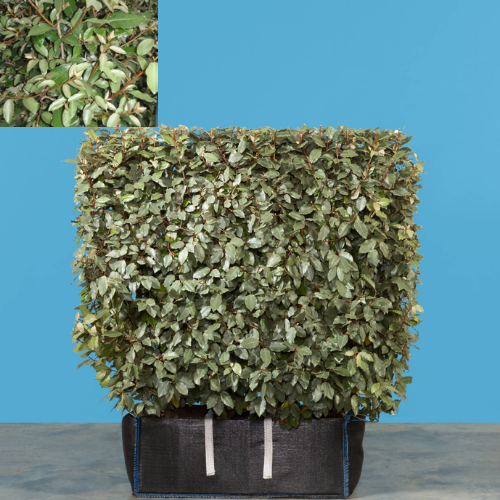 Instant Hedge Elaeagnus ebingeii. Compacta Hedge Bag