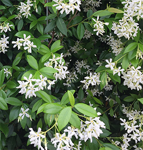 Trachelospernum jasminoides Instant Green Screens