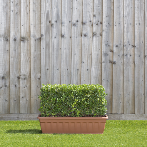 Instant Hedge Ilex crenata Dark Green in a trough