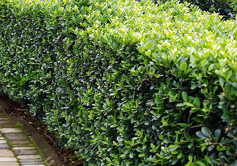 Instant Hedge Ilex crenata ‘Carolina Upright’ in Hedge Bag (60 - 70 cm High x 40cm Deep x 100cm Long)