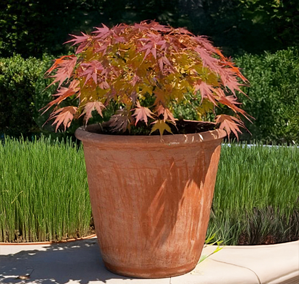 Terracotta Camelia Pot