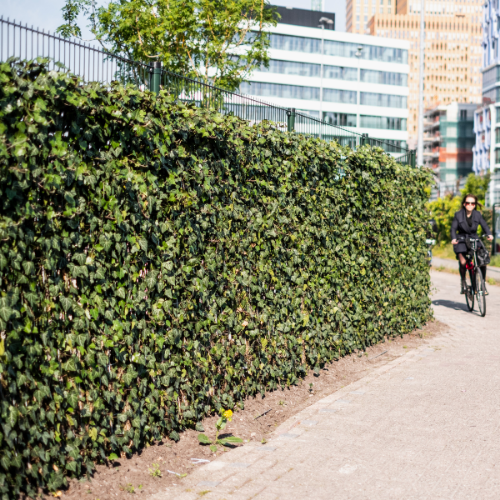 Ivy Screen Hedera helix Woerner (180cm high x 120cm wide)