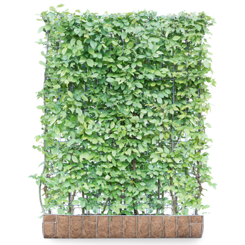 Carpinus betulus Instant Green Screens (155cm high x 120cm wide)