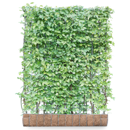 Instant Living Screen Carpinus betulus(Hornbeam)155x120cm