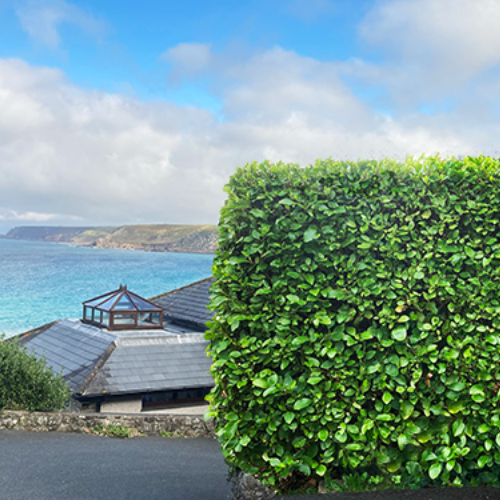 Instant Hedge Griselinia littoralis in trough (100cm long x 70-90cm high x 20cm deep)