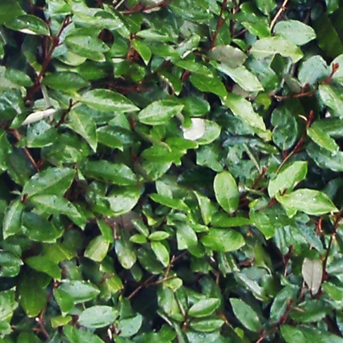 Instant Hedge Elaeagnus ebingeii. Compacta Hedge Bag  (100 cm long x 120-140 cm high x 40 cm deep)