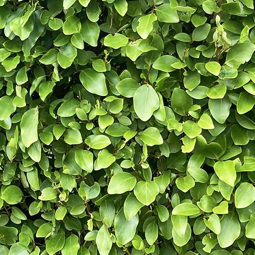 Instant Hedge Griselinia littoralis in trough (100cm long x 70 - 90 cm high x 20 cm deep)