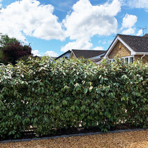 Instant Hedge Elaeagnus ebingeii. Compacta Hedge Bag  (100 cm long x 120-140 cm high x 40 cm deep)