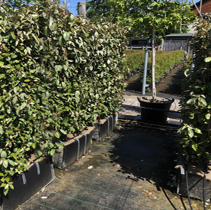Instant Hedge Elaeagnus ebingeii. Compacta Hedge Bag  (100 cm long x 120-140 cm high x 40 cm deep)
