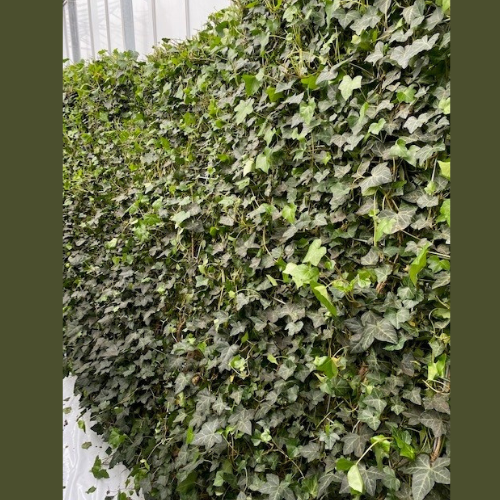 Ivy Screen Hedera helix Woerner (180cm high x 120cm wide)