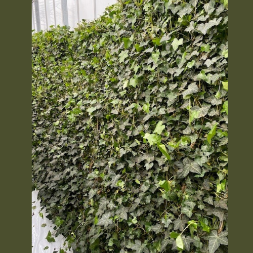 Ivy Screen Hedera helix Woerner (100cm high x 120cm wide)