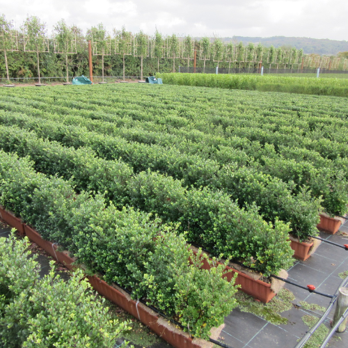 Instant Hedge Ilex crenata Dark Green in a trough (45cm High x 20cm Deep x 100 cm Long)