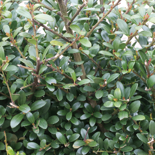 Instant Hedge Ilex crenata Dark Green in a trough