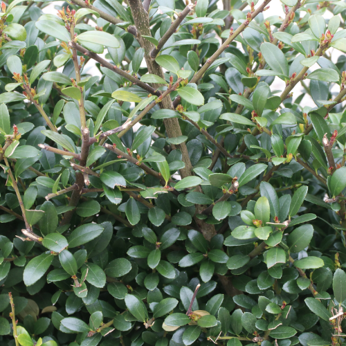 Instant Hedge Ilex crenata ‘Carolina Upright’ in Hedge Bag (60 - 70 cm High x 40cm Deep x 100cm Long)