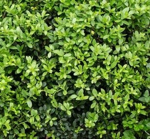 Instant Hedge Ilex crenata ‘Carolina Upright’ in Hedge Bag (60 - 70 cm High x 40cm Deep x 100cm Long)