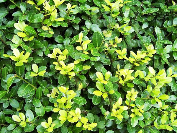 Instant Hedge Ilex crenata Dark Green in a trough