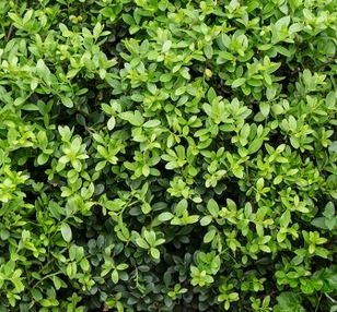 Instant Hedge Ilex crenata Dark Green in a trough