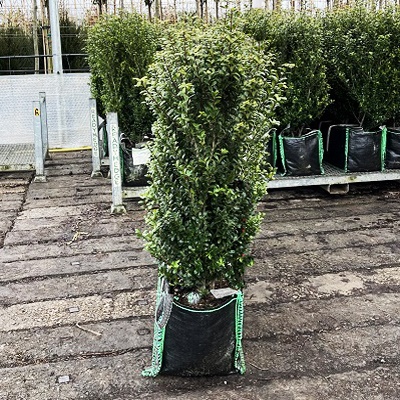 Instant Hedge Ilex crenata ‘Carolina Upright’ in Hedge Bag (80 - 100 cm High x 40cm Deep x 100cm Long)