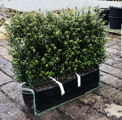 Instant Hedge Ilex crenata ‘Carolina Upright’ in Hedge Bag