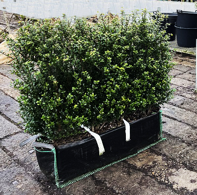 Instant Hedge Ilex crenata ‘Carolina Upright’ in Hedge Bag (60 - 70 cm High x 40cm Deep x 100cm Long)