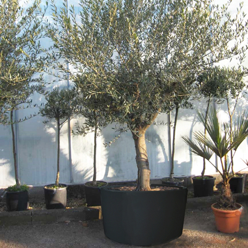 GRP / Fibreglass Large Circular Tree Planters (Black, 80cm Diameter x 60cm High)
