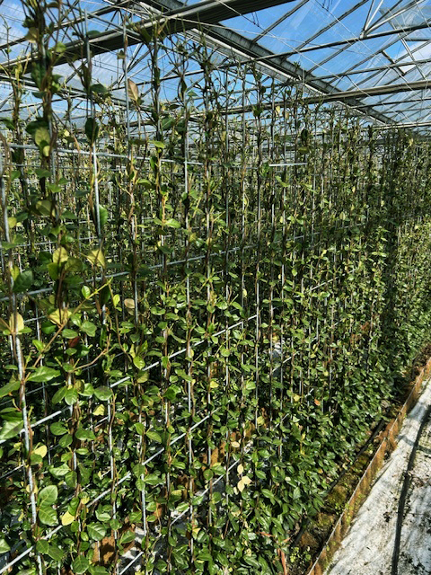 Trachelospernum jasminoides Instant Green Screens 120 x 180 cm high