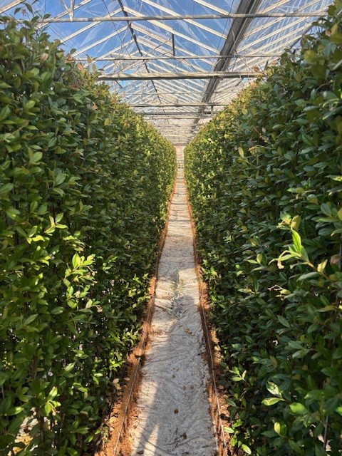 Instant Living Screen Trachelospernum jasminoides