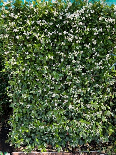 Trachelospernum jasminoides Instant Green Screens 120 x 180 cm high