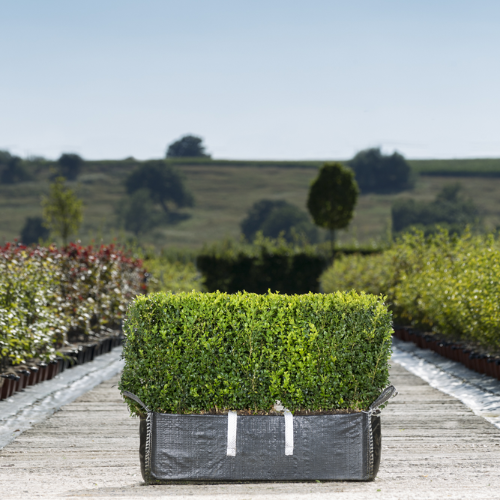 Buxus sempervirens (Common Box) Instant Hedge in a Hedge Bag