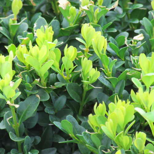 Buxus sempervirens (Common Box) Instant Hedge in a Hedge Bag
