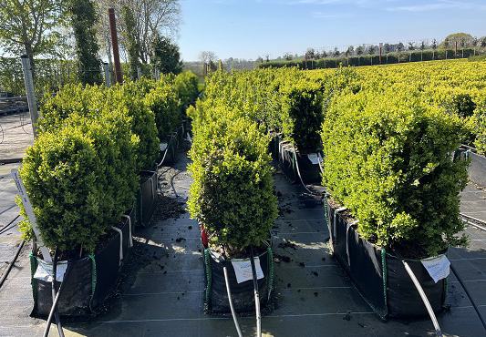 Buxus sempervirens (Common Box) Instant Hedge in a Hedge Bag
