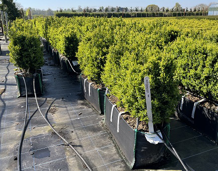 Buxus sempervirens (Common Box) Instant Hedge in a Hedge Bag