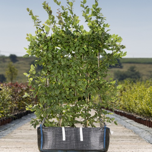 Capinus betulus (Hornbeam) Instant Hedge in Hedge Bags