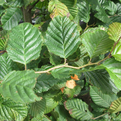 Capinus betulus (Hornbeam) Instant Hedge in Hedge Bags