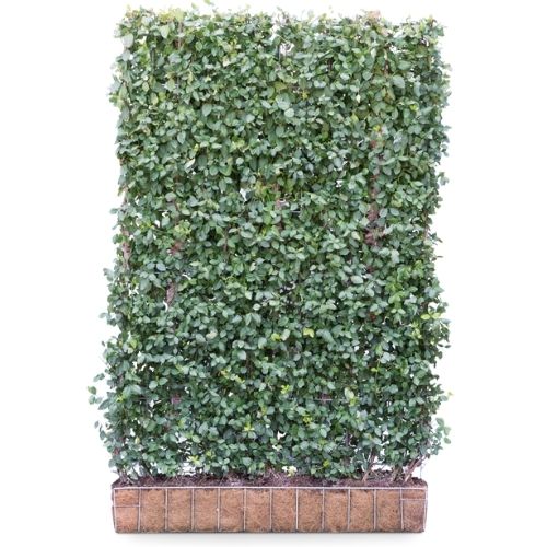 Instant Living Screen Euonymus Dart's Blanket