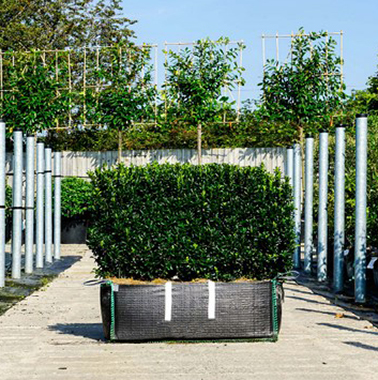 Euonymus Jean Hugues Instant Hedge in a Hedge Bag  100cm x  70 cm high x 35cm