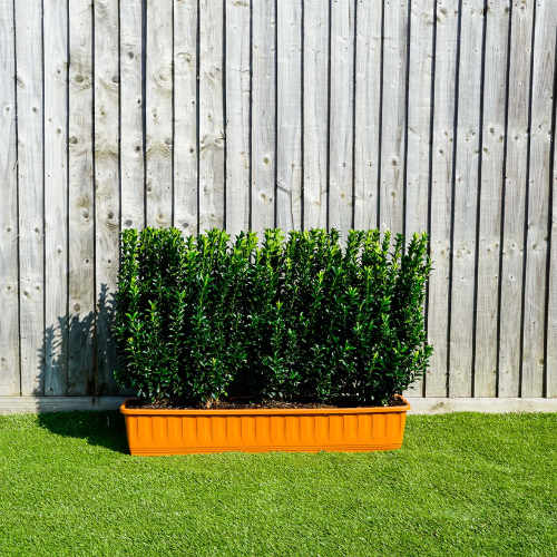 Euonymus Jean Hugues Instant Hedge in a Trough