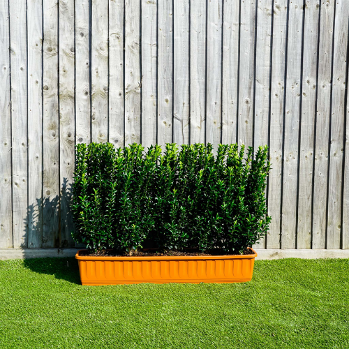 Euonymus Jean Hugues Instant Hedge in a trough