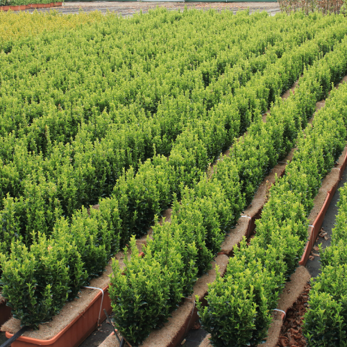 Euonymus Jean Hugues Instant Hedge in a trough