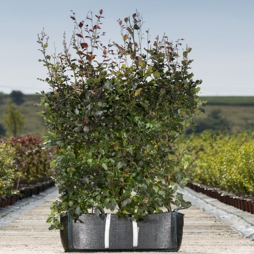 Fagus syl. Purpurea (Purple Beech) Instant Hedge in a Hedge Bag