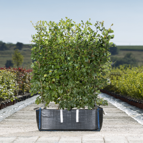 Fagus sylvatica (Green Beech) Instant Hedge in Hedge Bag