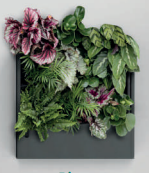 Flourish Pico Cabinet Living Wall Art