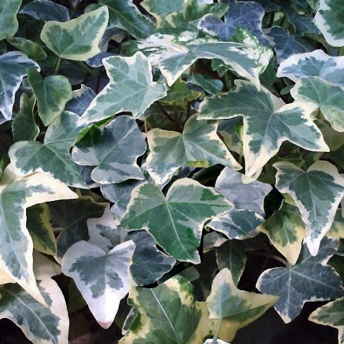 Ivy Screen (Hedera helix Glacier) 180x120 cm