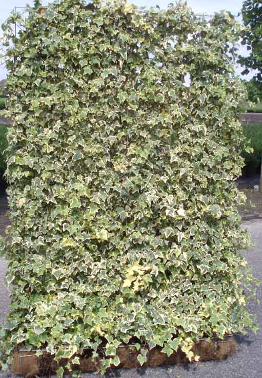 Ivy Screen (Hedera helix Goldchild) 180 cm x 120 cm inc VAT.
