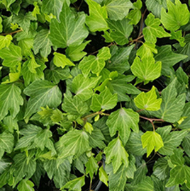 Ivy Screen (Hedera helix Green ripple) 180x120 cm