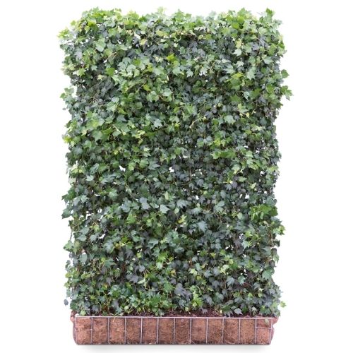 Ivy Screen (Hedera helix Green ripple) 180x120 cm