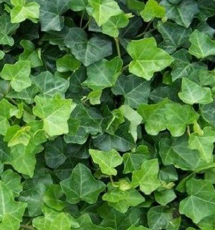 Ivy Screen (Hedera helix Hibernica) 180x120 cm