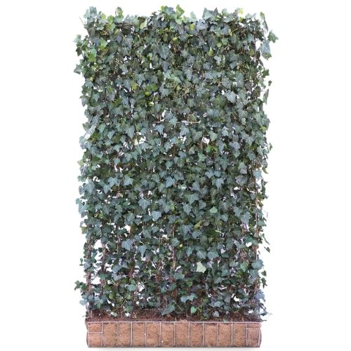 Ivy Screen (Hedera helix Hibernica) 180x120 cm