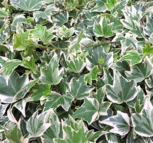 Ivy Screen (Hedera helix White ripple) 180x120 cm